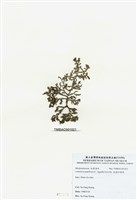 藏品(乳頭軟骨凹頂藻)的圖片